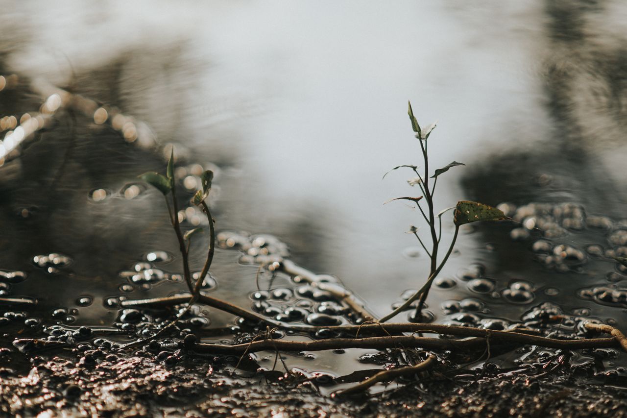 A detailed view of young plant sprouting by a muddy riverbank, showcasing natures growth.